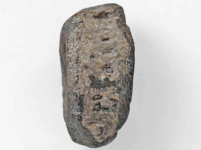 Vertbre fossile de poisson Pachycormiformes jurassique Boulonnais